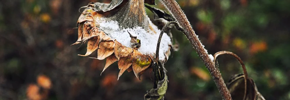 Eine verwelkte Sonnenblume mit Schnee auf dem hängenden Kopf.